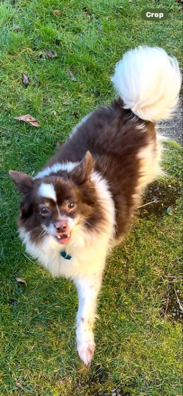 IZZY - Pomeranian / Papillon available for adoption