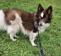 Izzy - Photo 4