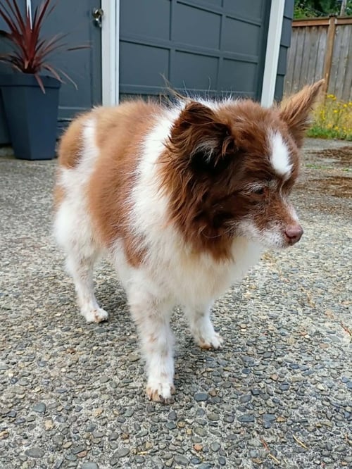 IZZY - Pomeranian / Papillon available for adoption