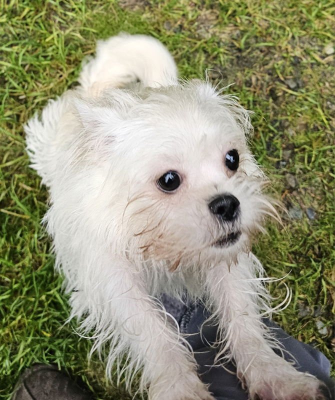 NANETTE - Chihuahua / Shih Tzu available for adoption