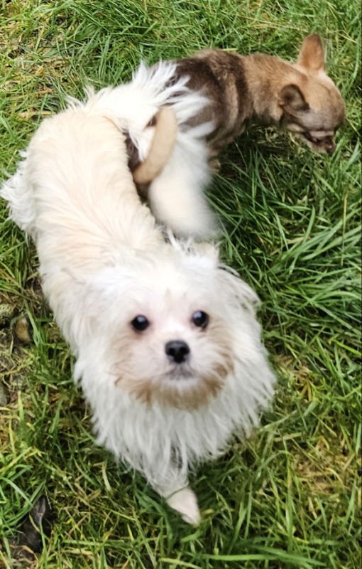 NANETTE - Chihuahua / Shih Tzu available for adoption