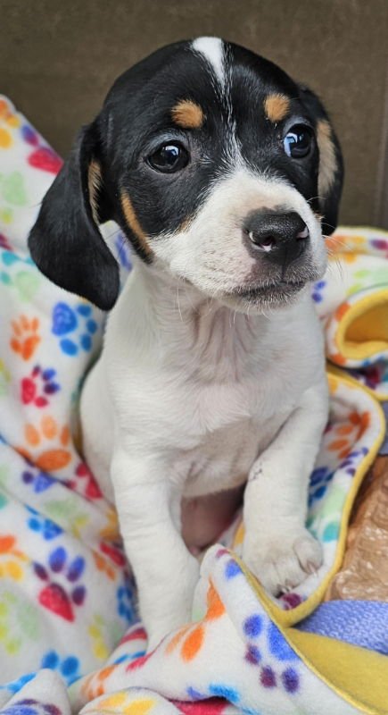JASPER - Jack Russell Terrier / Chihuahua available for adoption