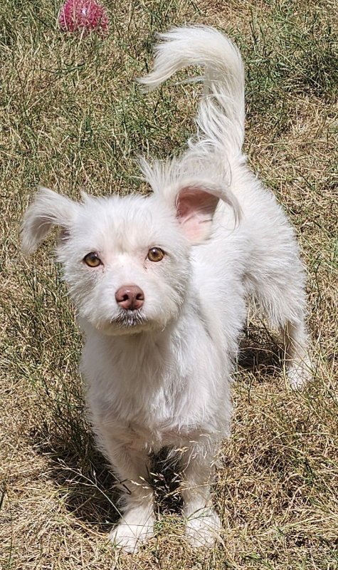 LIZZIE - Terrier available for adoption