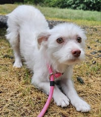 Lizzie - Photo 3