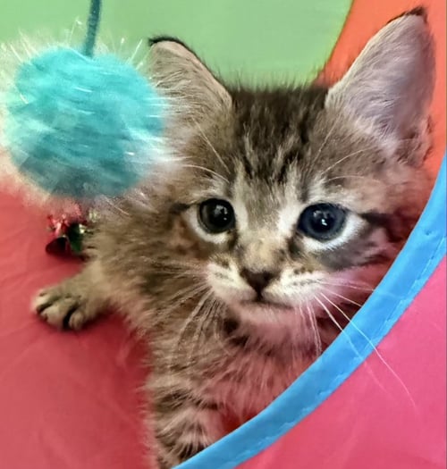 LILOU