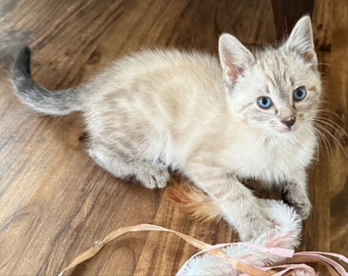 PEARL - Siamese for adoption in Bellevue