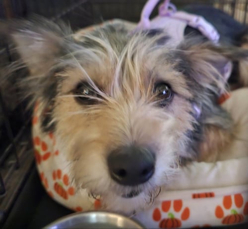 CHERI - Terrier available for adoption