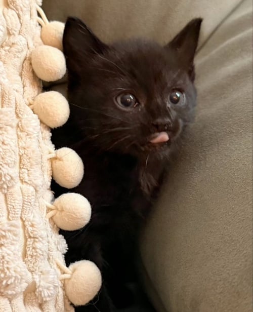 LUCY - Domestic Short Hair for adoption in Seattle