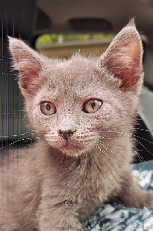 OLLIE - Domestic Short Hair for adoption in Federal Way