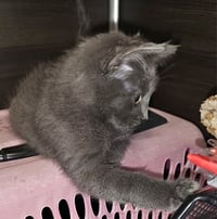 Ollie - Photo 2