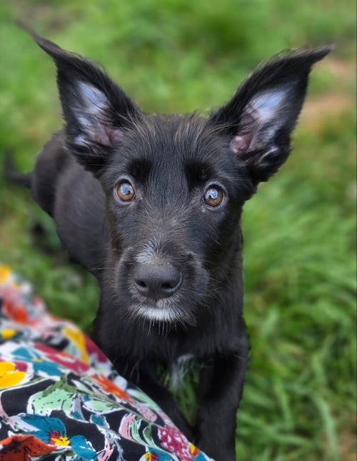LORENZO - Unknown available for adoption