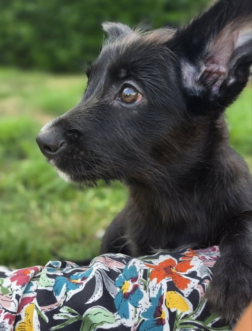 LORENZO - Unknown available for adoption