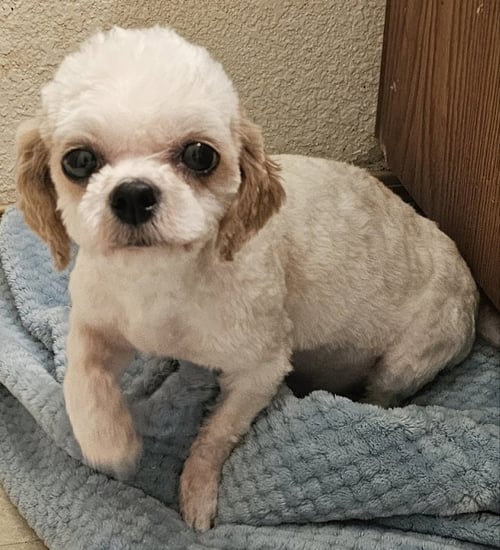 EVIE - Maltese / Havanese available for adoption