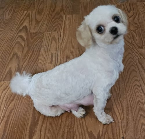 EVIE - Maltese / Havanese available for adoption