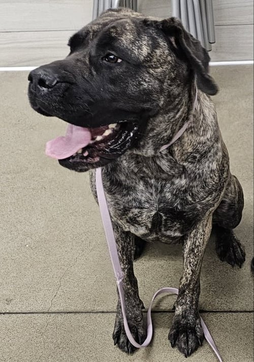 BEGONIA - Cane Corso Mastiff available for adoption
