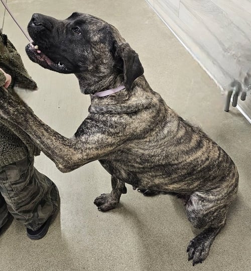 BEGONIA - Cane Corso Mastiff available for adoption