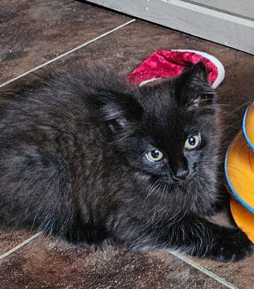 GABRIEL - Domestic Long Hair for adoption in Seattle