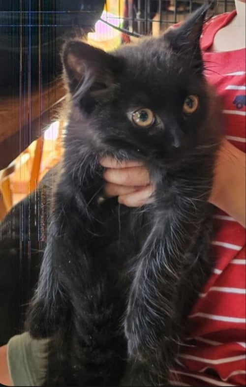GABRIEL - Domestic Long Hair available for adoption