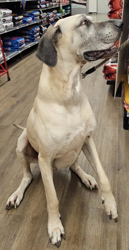SCOOBY - Great Dane available for adoption