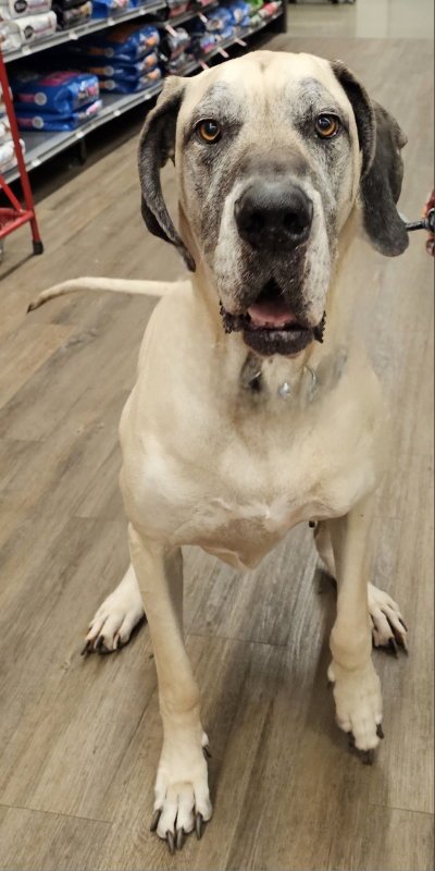 SCOOBY - Great Dane available for adoption