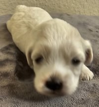 Tater - Photo 5