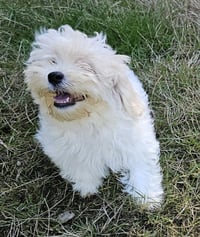 Tater - Photo 2