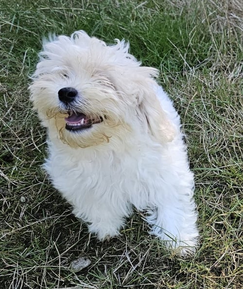 TATER - Havanese / Shih Tzu available for adoption