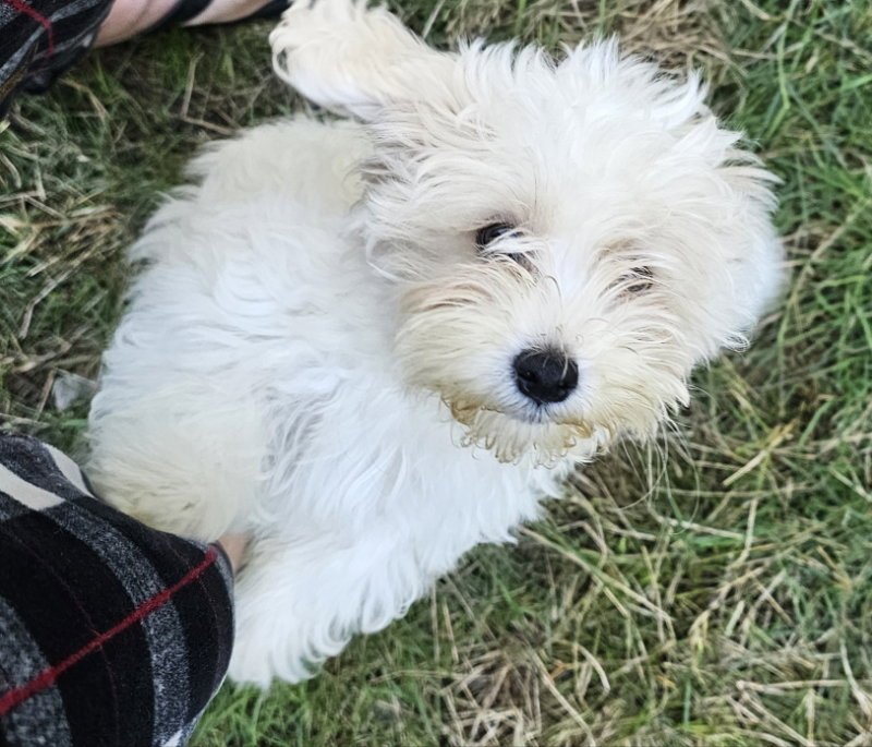 Tater Image