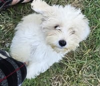 Tater - Photo 1
