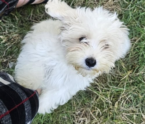 TATER - Havanese / Shih Tzu available for adoption