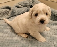 Tater - Photo 4