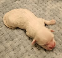 Tater - Photo 8