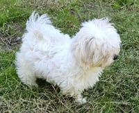 Tater - Photo 3