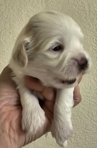 Tater - Photo 6