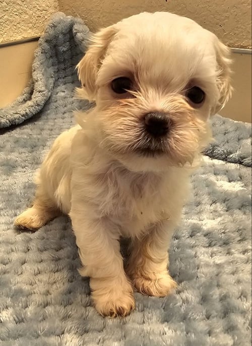 EVAN - Shih Tzu / Maltese available for adoption