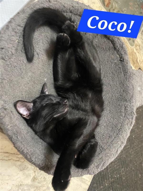 COCO (FOSTER CAT) - Domestic Short Hair available for adoption