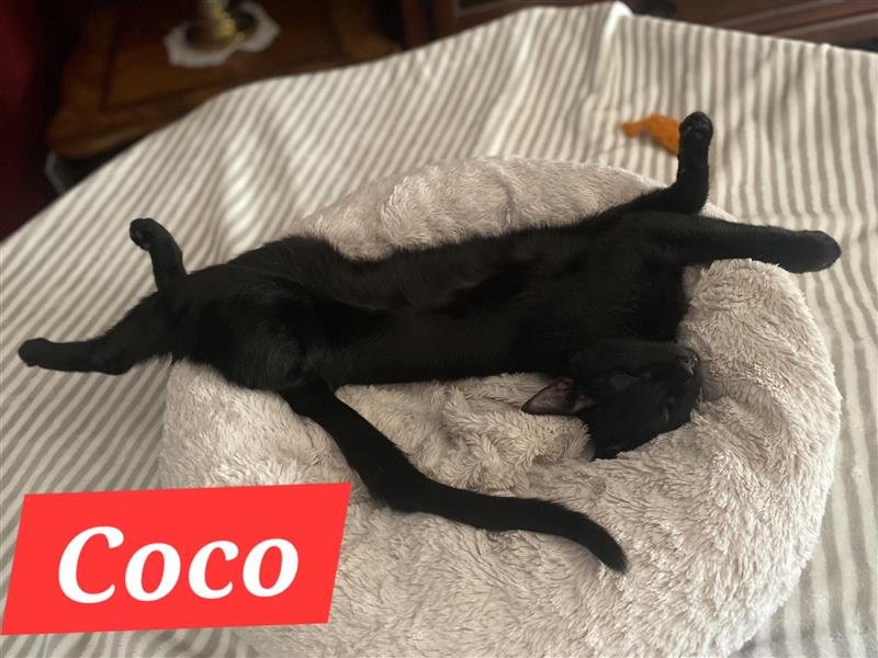 COCO (FOSTER CAT) - Domestic Short Hair available for adoption