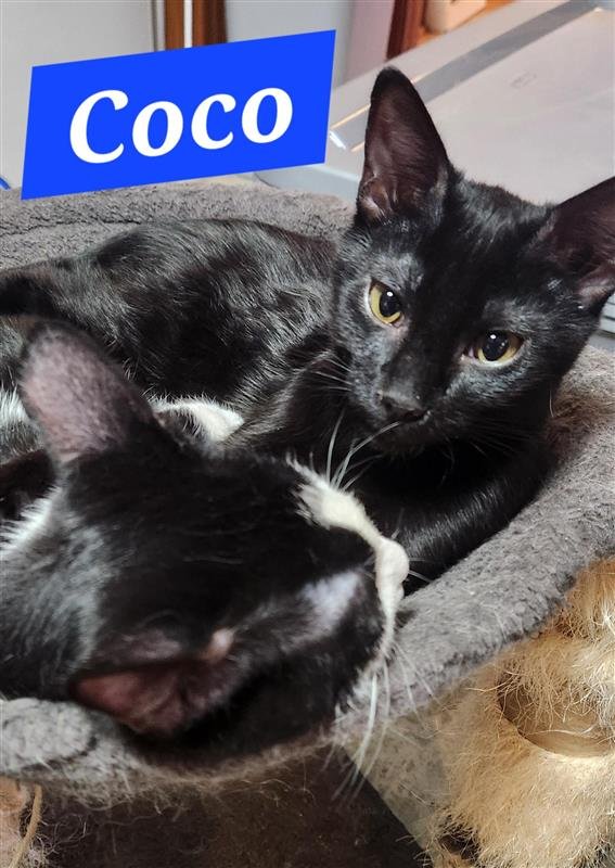 Coco (Foster Cat) - Photo 3