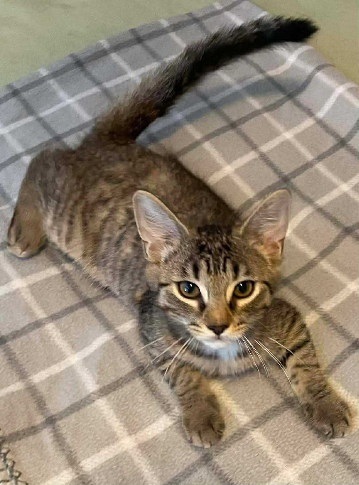 CHIP (BONDED WITH DALE) - Domestic Short Hair available for adoption