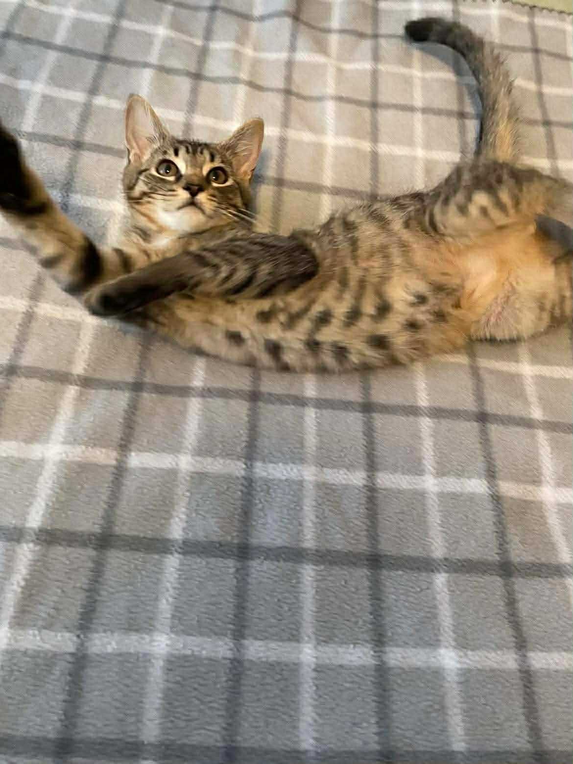 CHIP (BONDED WITH DALE) - Domestic Short Hair available for adoption