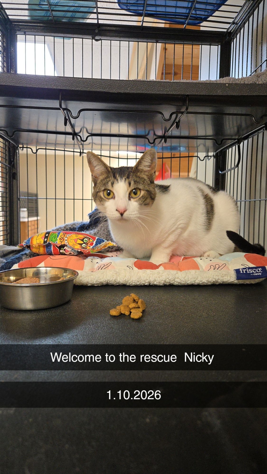 NICKY (FOSTER CAT) - Domestic Short Hair available for adoption