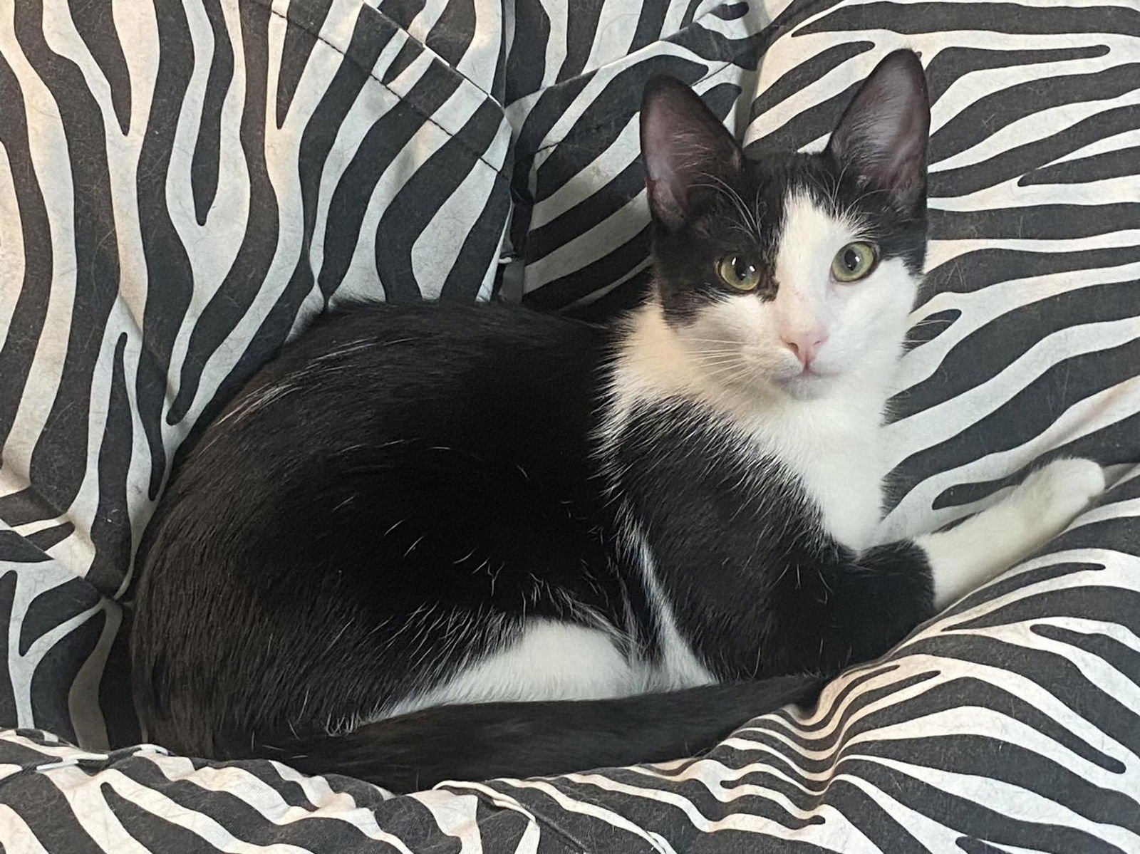 DOMINO ( FOSTER CAT) - Domestic Short Hair available for adoption