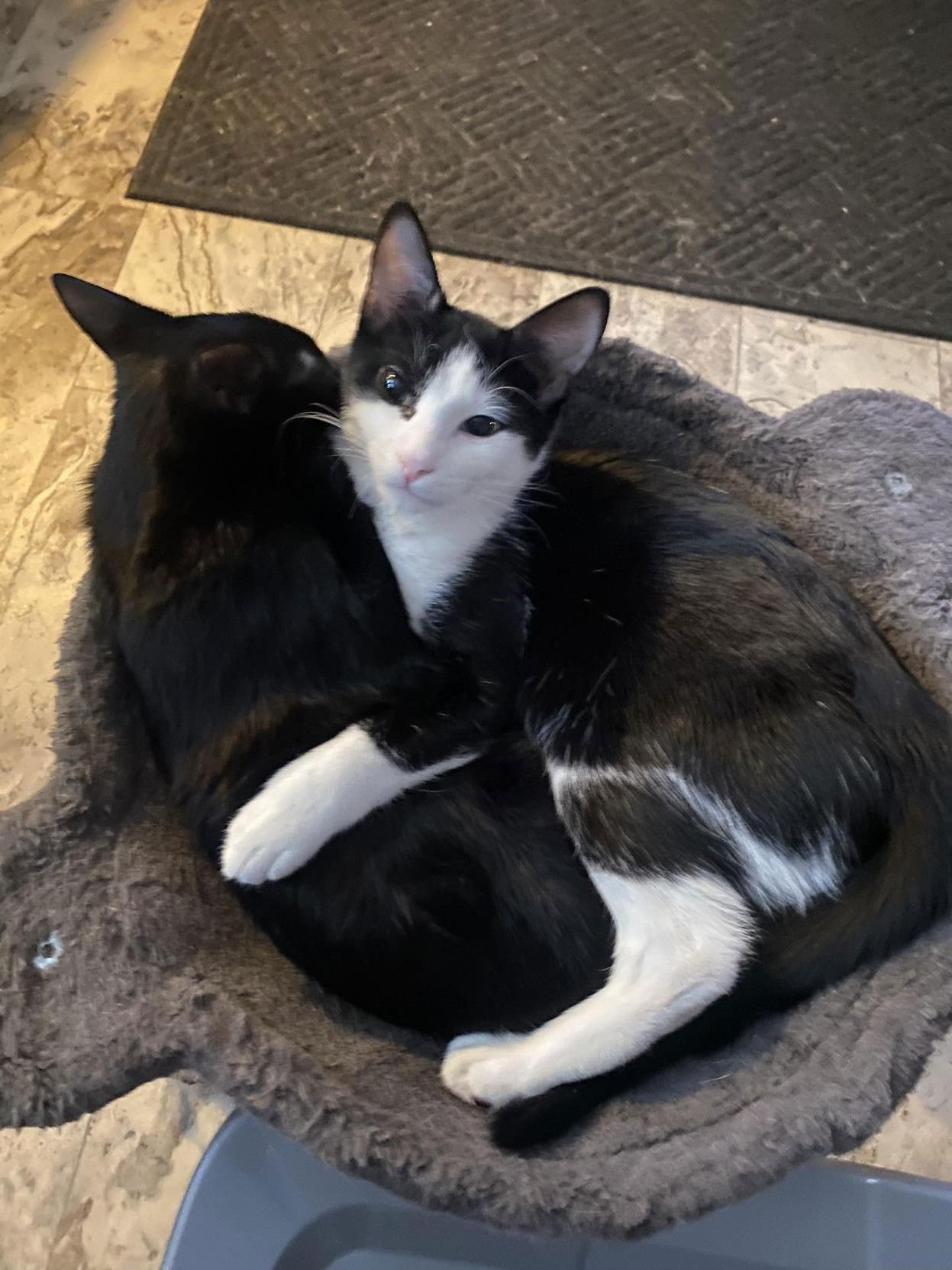 DOMINO ( FOSTER CAT) - Domestic Short Hair available for adoption