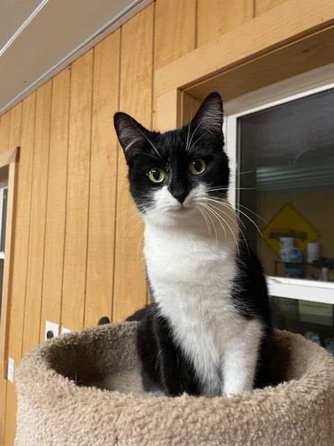 DAISY - Domestic Short Hair available for adoption