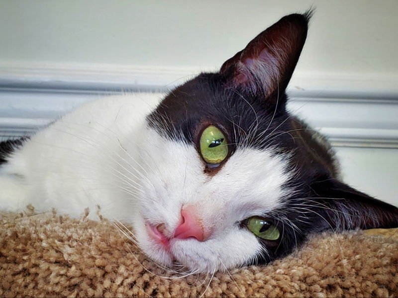 OOLONG - Domestic Short Hair available for adoption