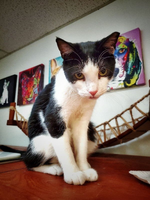 OOLONG - Domestic Short Hair available for adoption