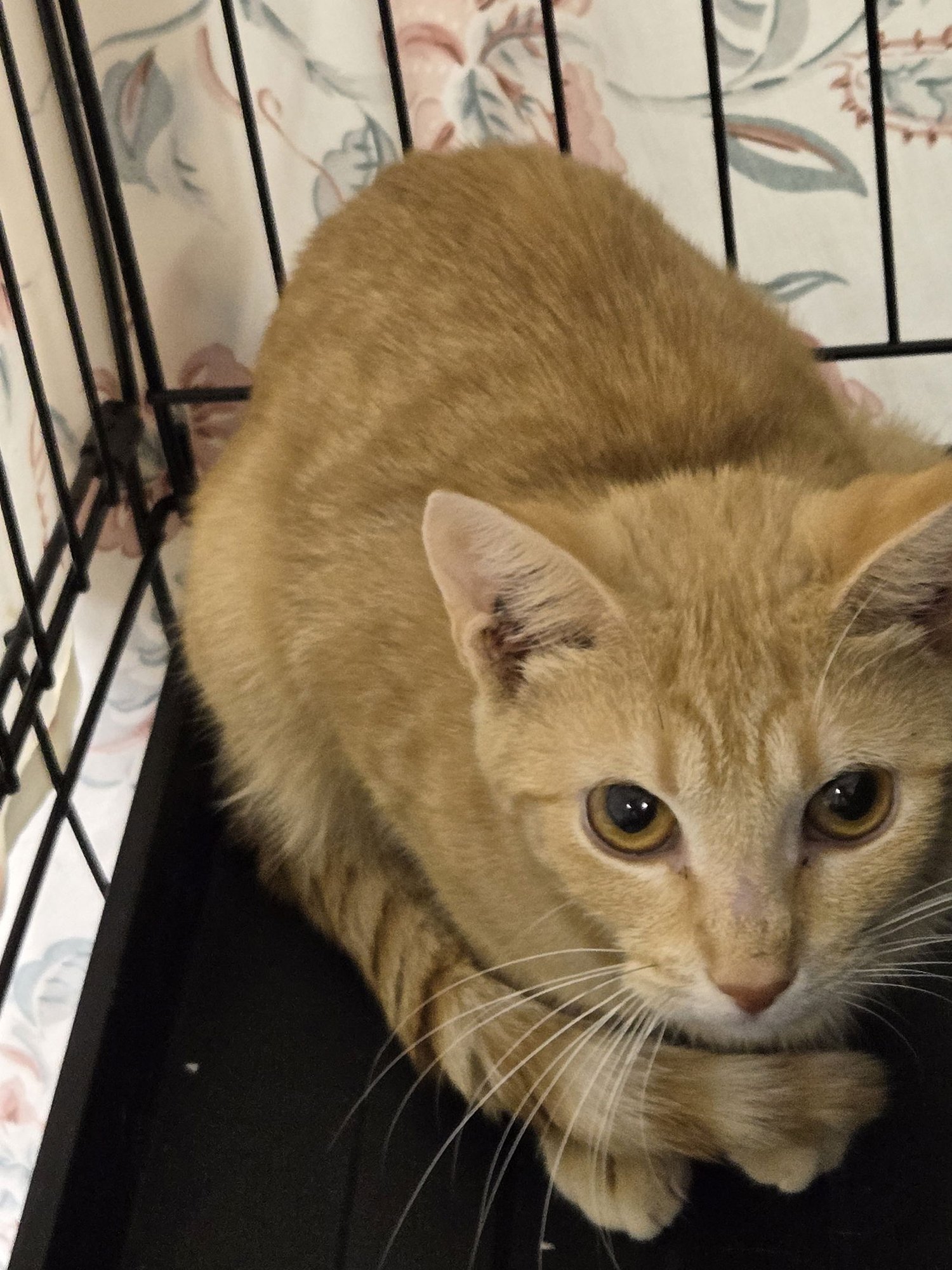 ISABEL(IZZY) (FOSTER CAT) - Domestic Short Hair / Tabby available for adoption