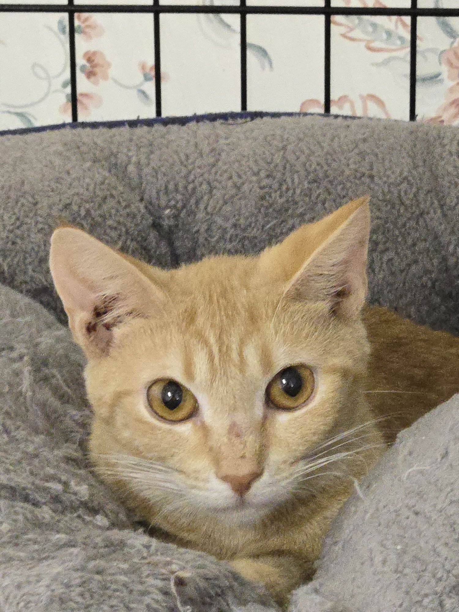 ISABEL(IZZY) (FOSTER CAT) - Domestic Short Hair / Tabby available for adoption