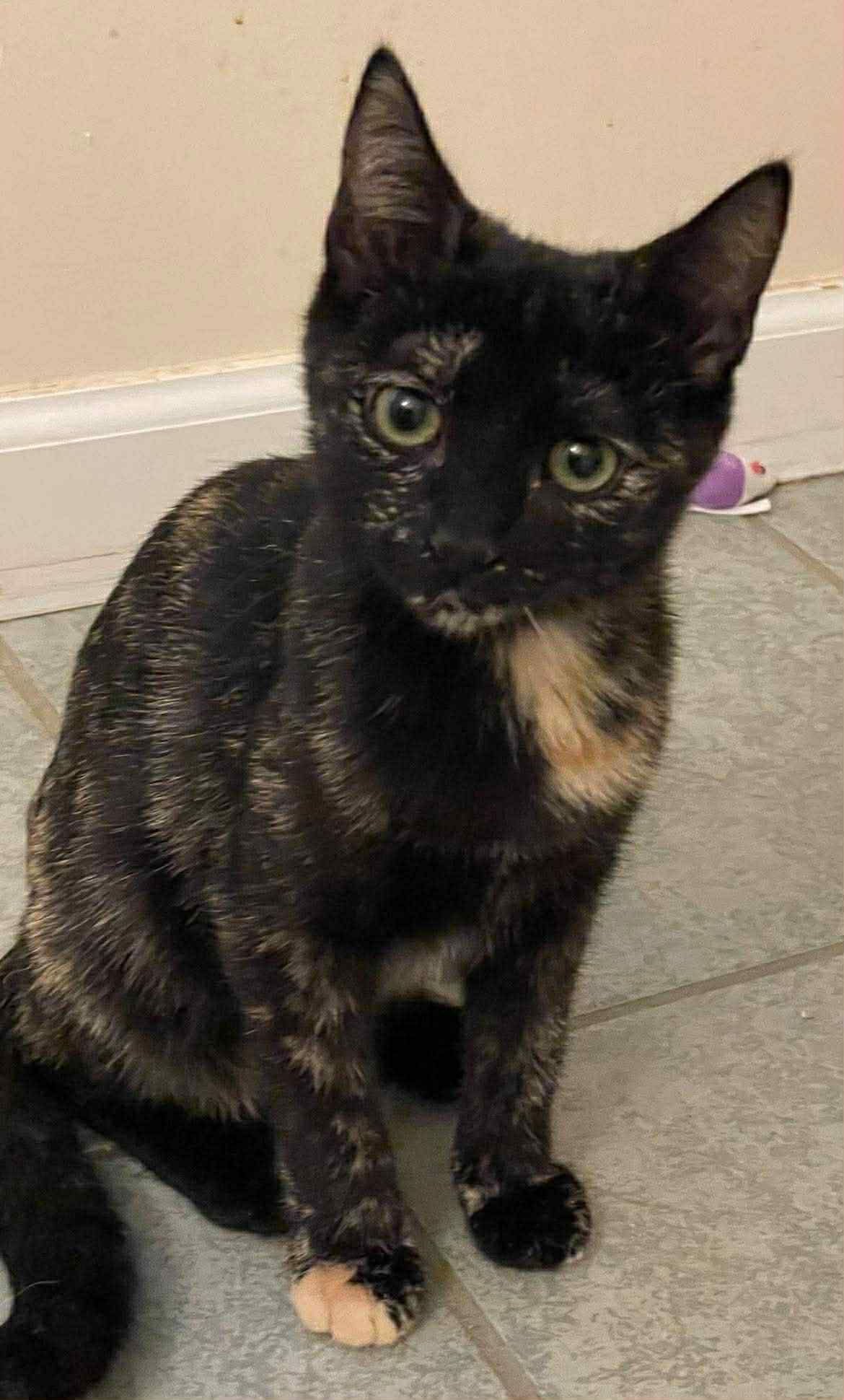 POLLY - Domestic Short Hair available for adoption