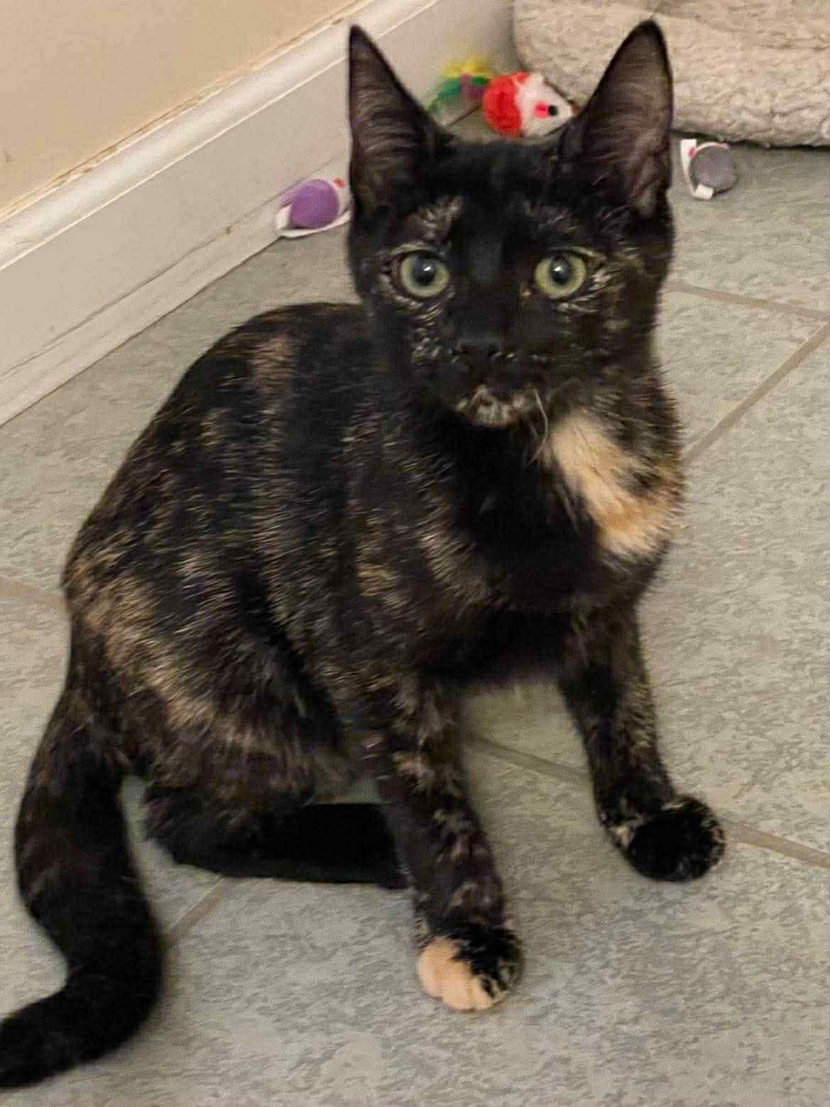 POLLY - Domestic Short Hair available for adoption